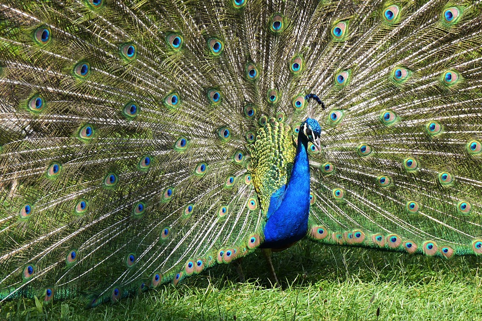 peacock-1435890_960_720